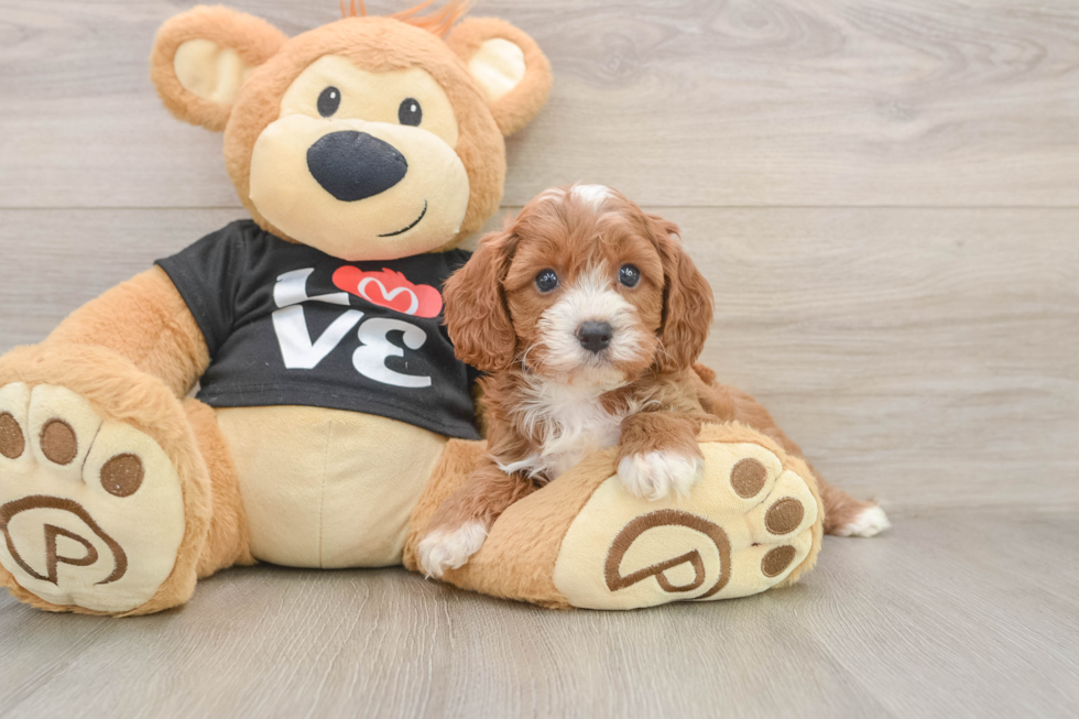 Cavapoo Puppy for Adoption
