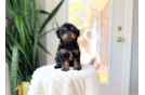 Cute Cavapoodle Poodle Mix Puppy