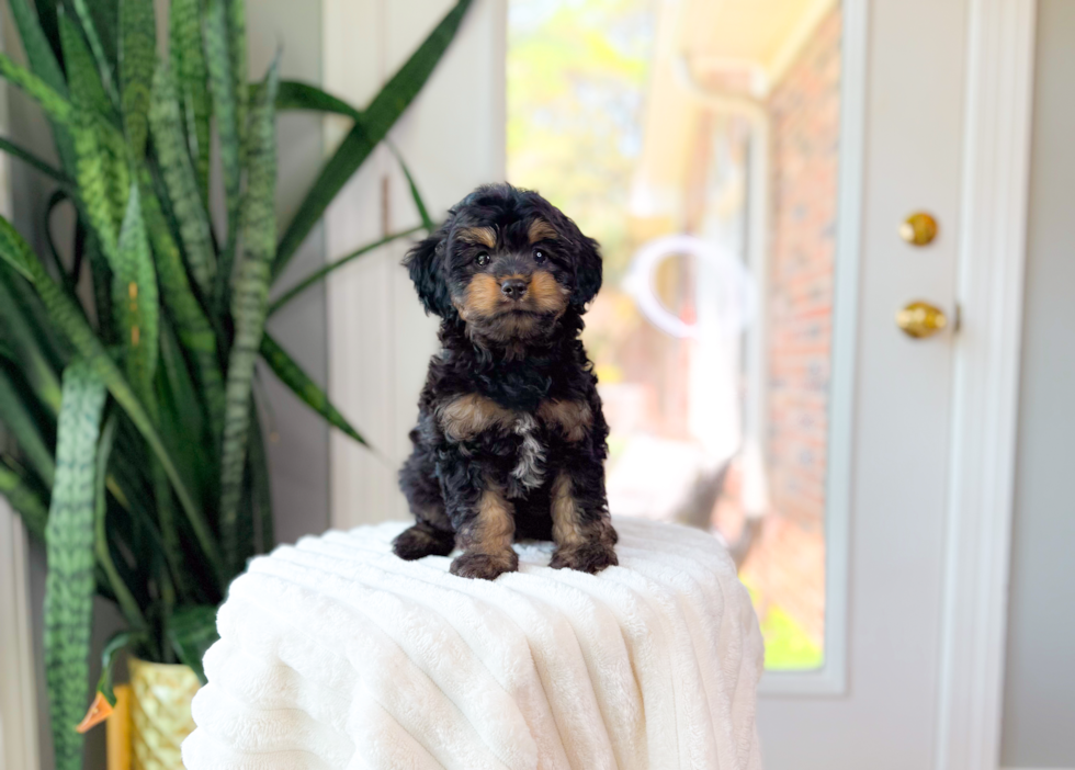 Cute Cavapoodle Poodle Mix Puppy