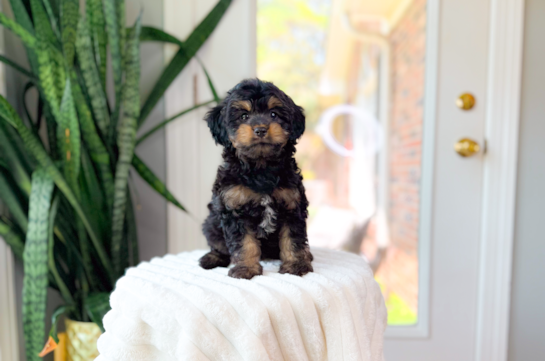 Cute Cavapoodle Poodle Mix Puppy