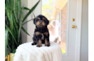 Cute Cavapoo Baby