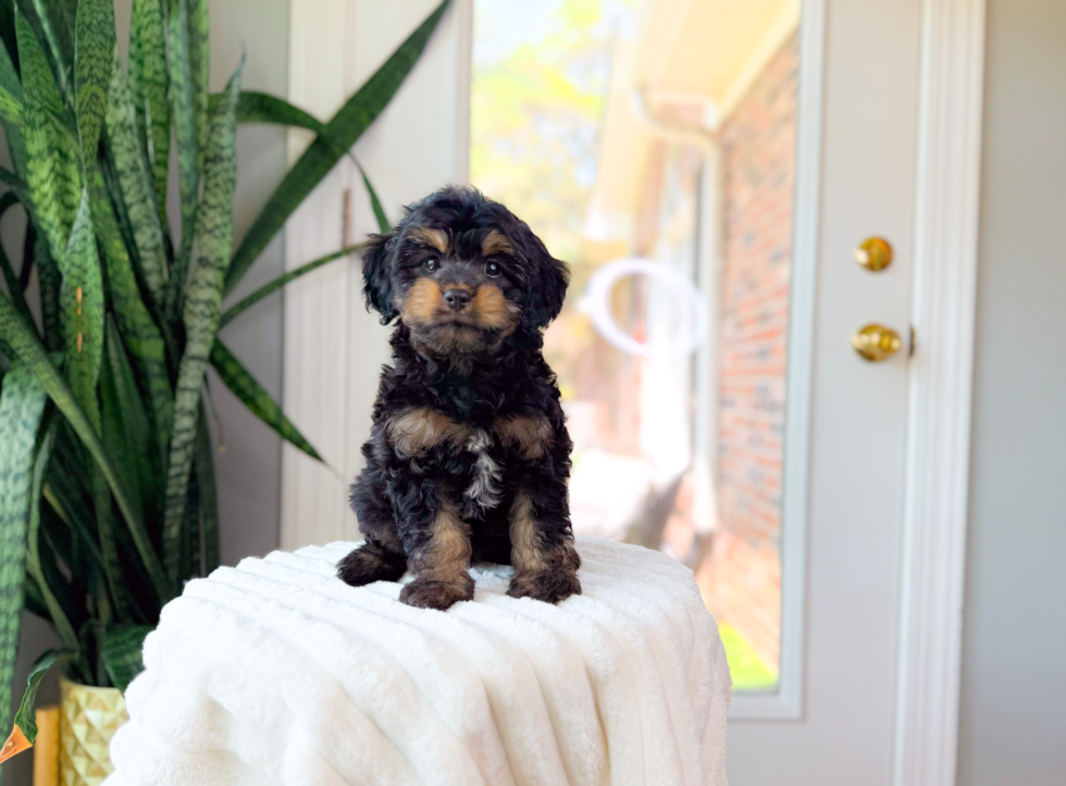 Cute Cavapoo Baby