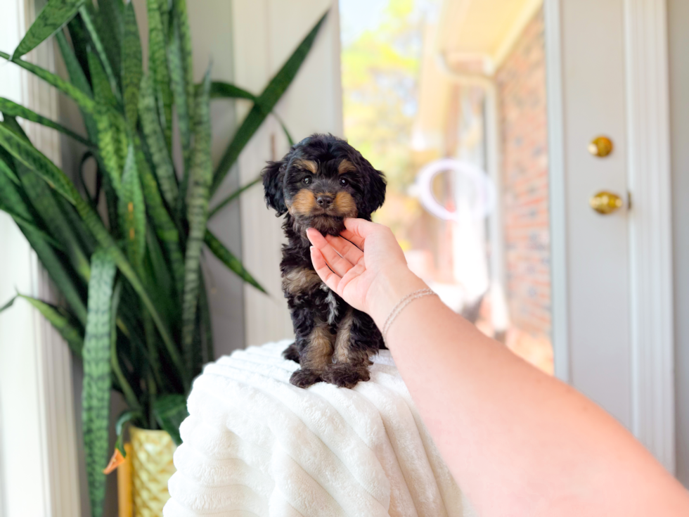 Cute Cavapoo Poodle Mix Pup