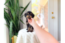 Cavapoo Puppy for Adoption