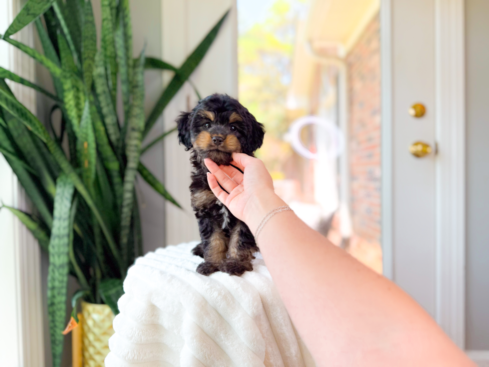 Cavapoo Puppy for Adoption