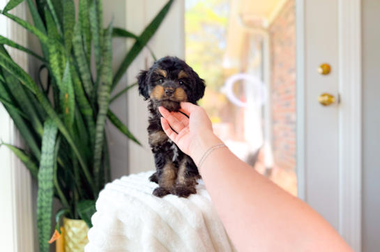 Cavapoo Puppy for Adoption