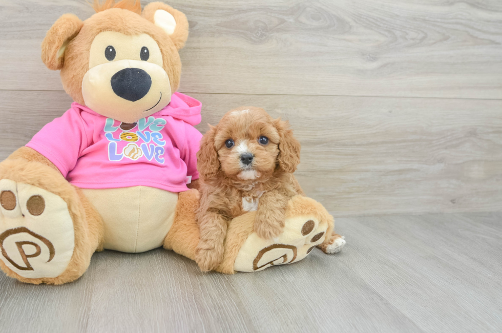 5 week old Cavapoo Puppy For Sale - Simply Southern Pups