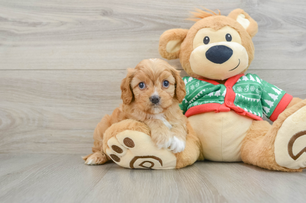 5 week old Cavapoo Puppy For Sale - Simply Southern Pups