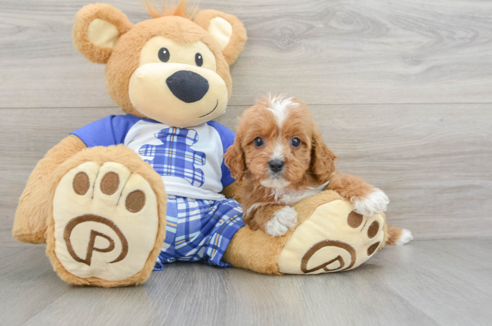 7 week old Cavapoo Puppy For Sale - Simply Southern Pups