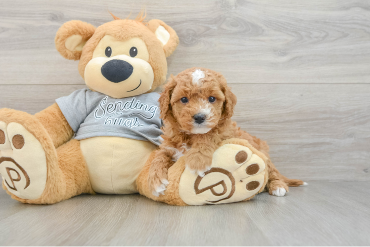 Cavapoo Puppy for Adoption