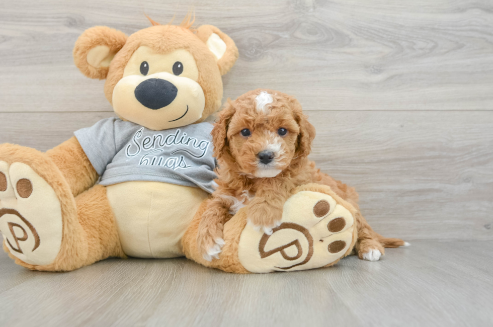 5 week old Cavapoo Puppy For Sale - Simply Southern Pups