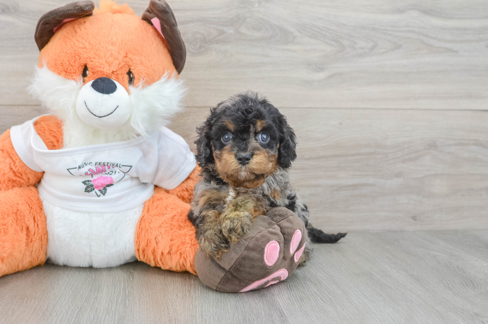 8 week old Cavapoo Puppy For Sale - Simply Southern Pups