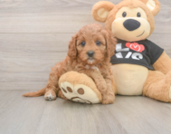 8 week old Cavapoo Puppy For Sale - Simply Southern Pups