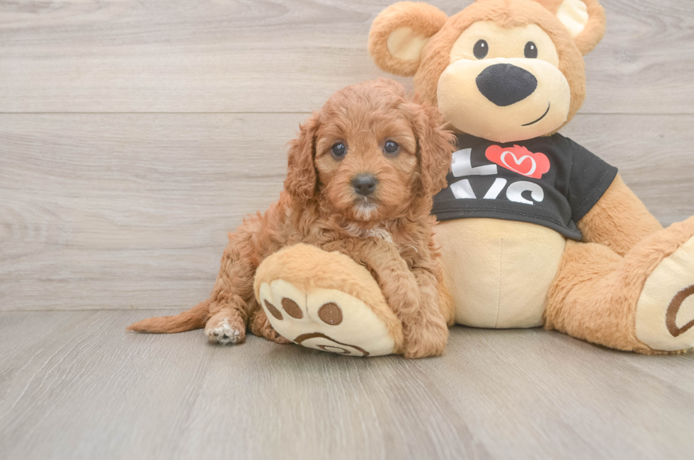 5 week old Cavapoo Puppy For Sale - Simply Southern Pups