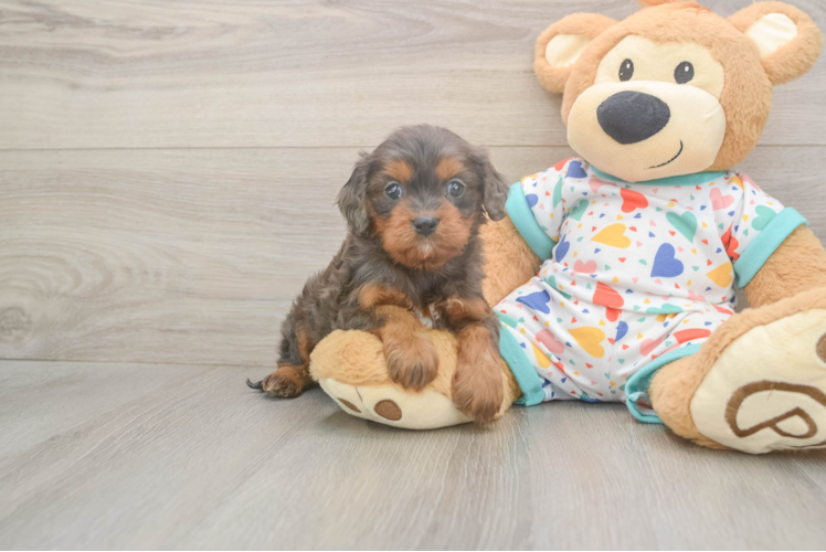 Adorable Cavalier King Charles Spaniel and Poodle Mix Poodle Mix Puppy