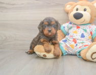 8 week old Cavapoo Puppy For Sale - Simply Southern Pups
