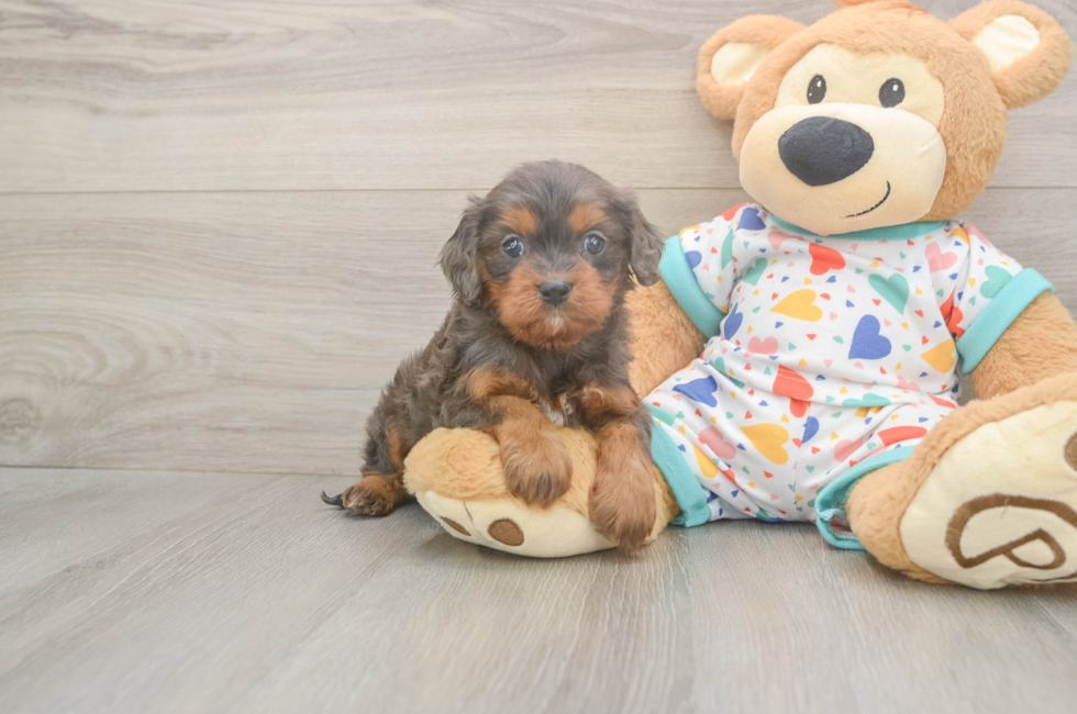 5 week old Cavapoo Puppy For Sale - Simply Southern Pups