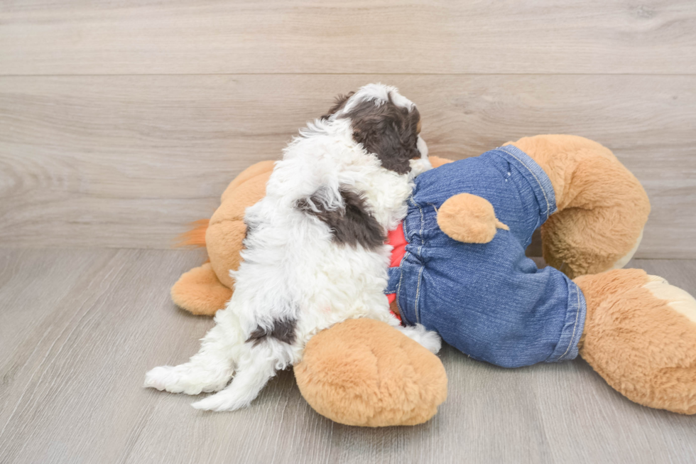 Cavapoo Puppy for Adoption