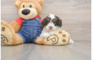 Cavapoo Puppy for Adoption