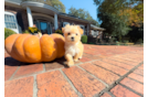 Cute Cavapoo Poodle Mix Pup