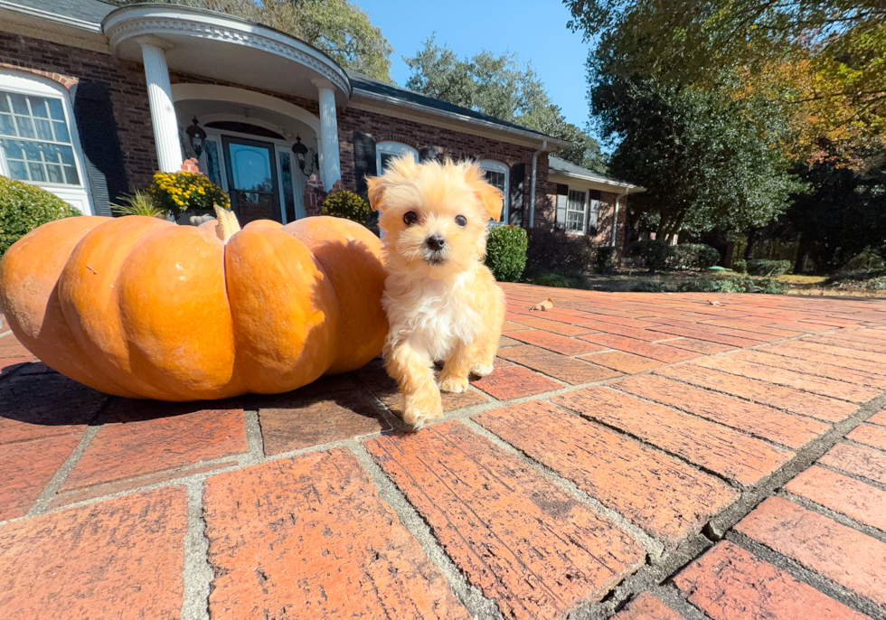 Cute Cavapoo Poodle Mix Pup