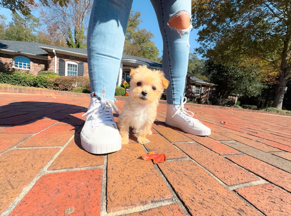 Cute Cavapoo Poodle Mix Pup