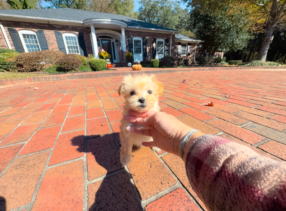Cavapoo Puppy for Adoption
