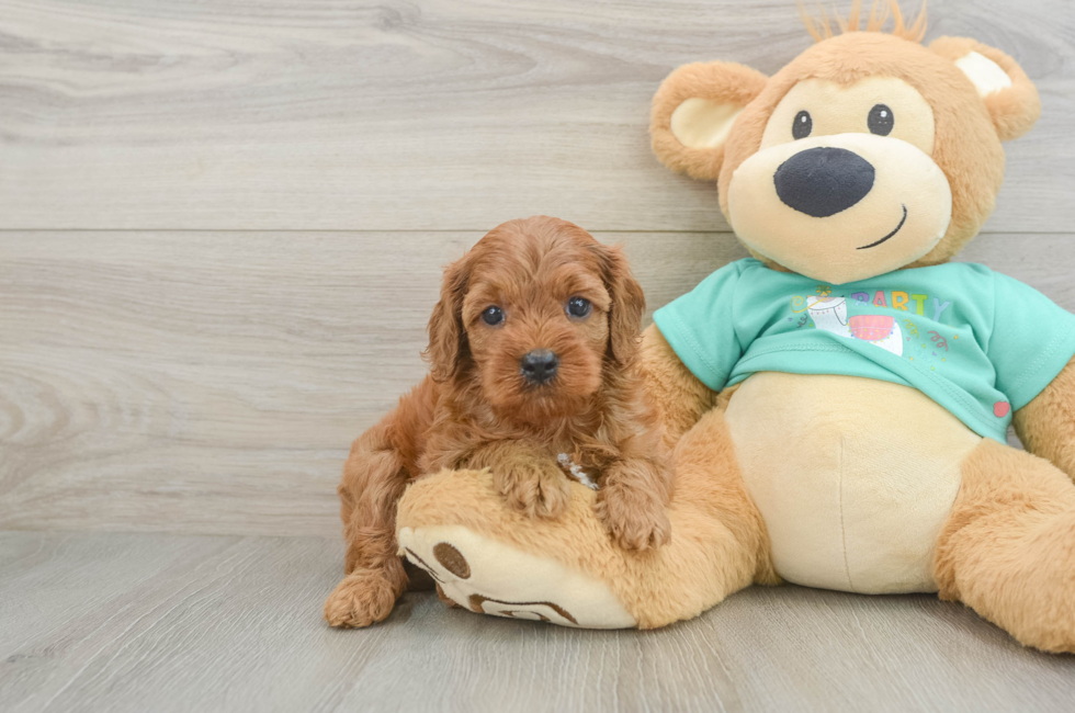 7 week old Cavapoo Puppy For Sale - Simply Southern Pups
