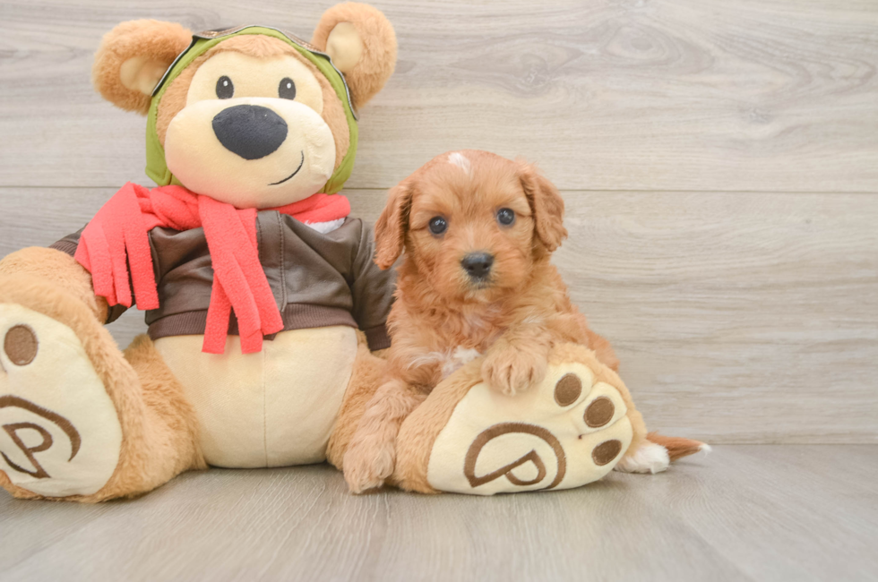 6 week old Cavapoo Puppy For Sale - Simply Southern Pups