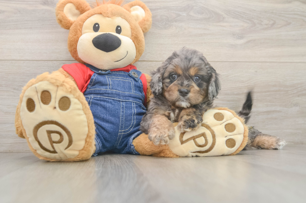 6 week old Cavapoo Puppy For Sale - Simply Southern Pups