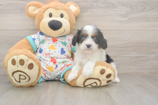 5 week old Cavapoo Puppy For Sale - Simply Southern Pups Cavapoo Puppy for Adoption