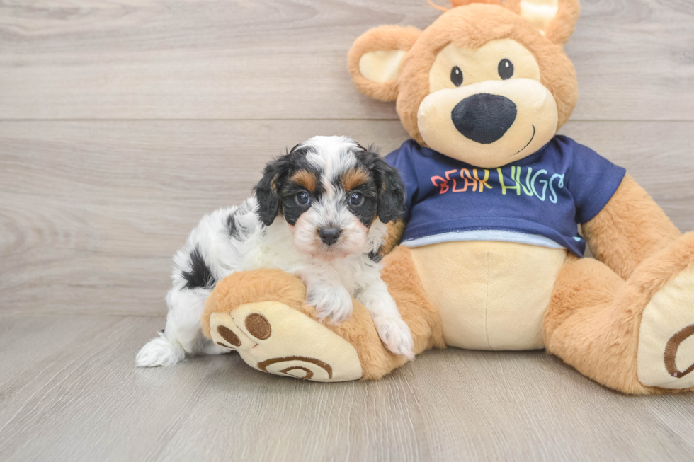 Cavapoo Pup Being Cute