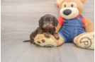 Cavapoo Puppy for Adoption