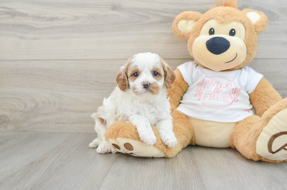 6 week old Cavapoo Puppy For Sale - Simply Southern Pups