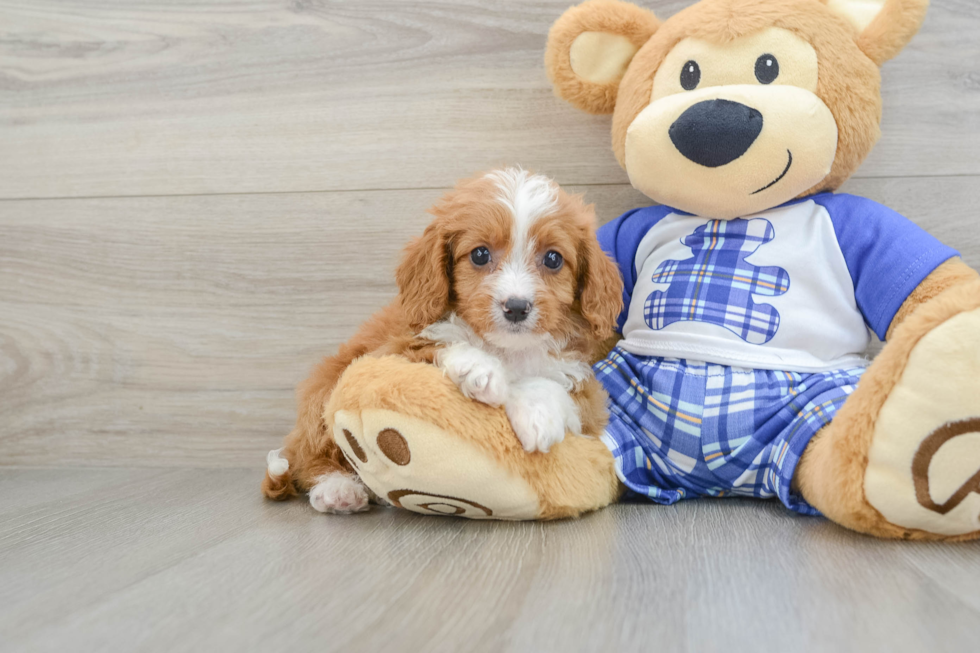 Cavapoo Pup Being Cute