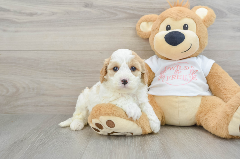 6 week old Cavapoo Puppy For Sale - Simply Southern Pups