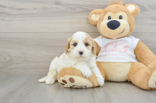 Energetic Cavoodle Poodle Mix Puppy