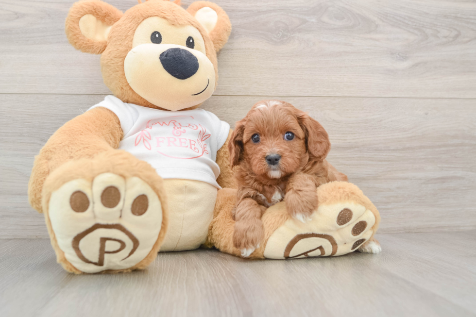 Best Cavapoo Baby
