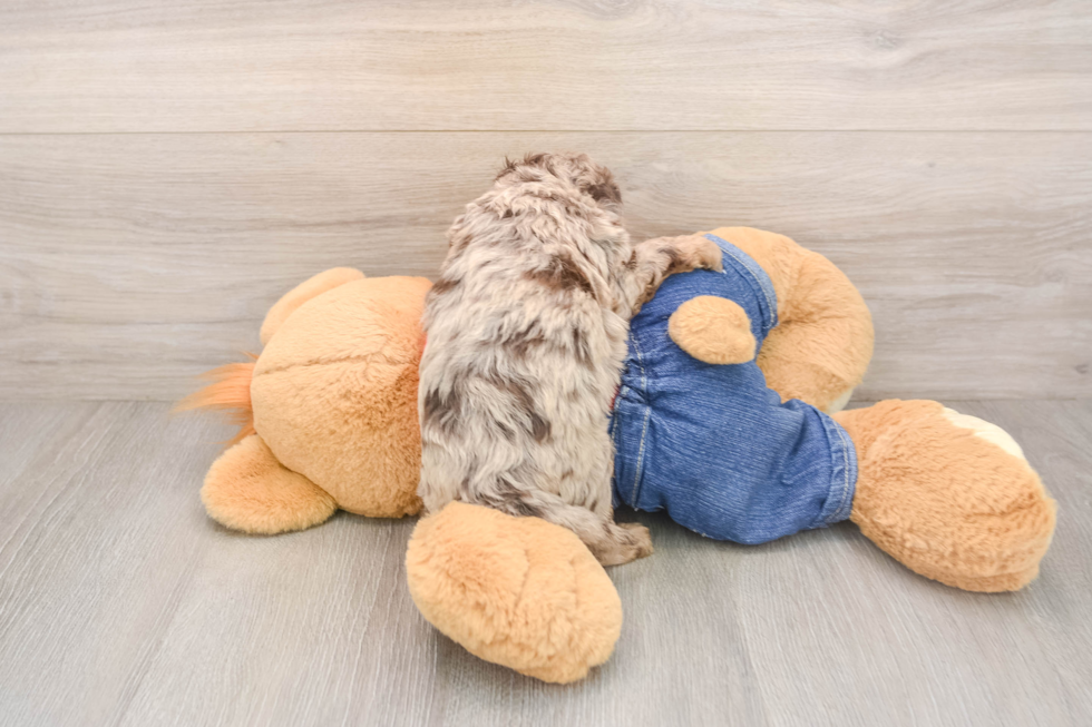 Cavapoo Puppy for Adoption