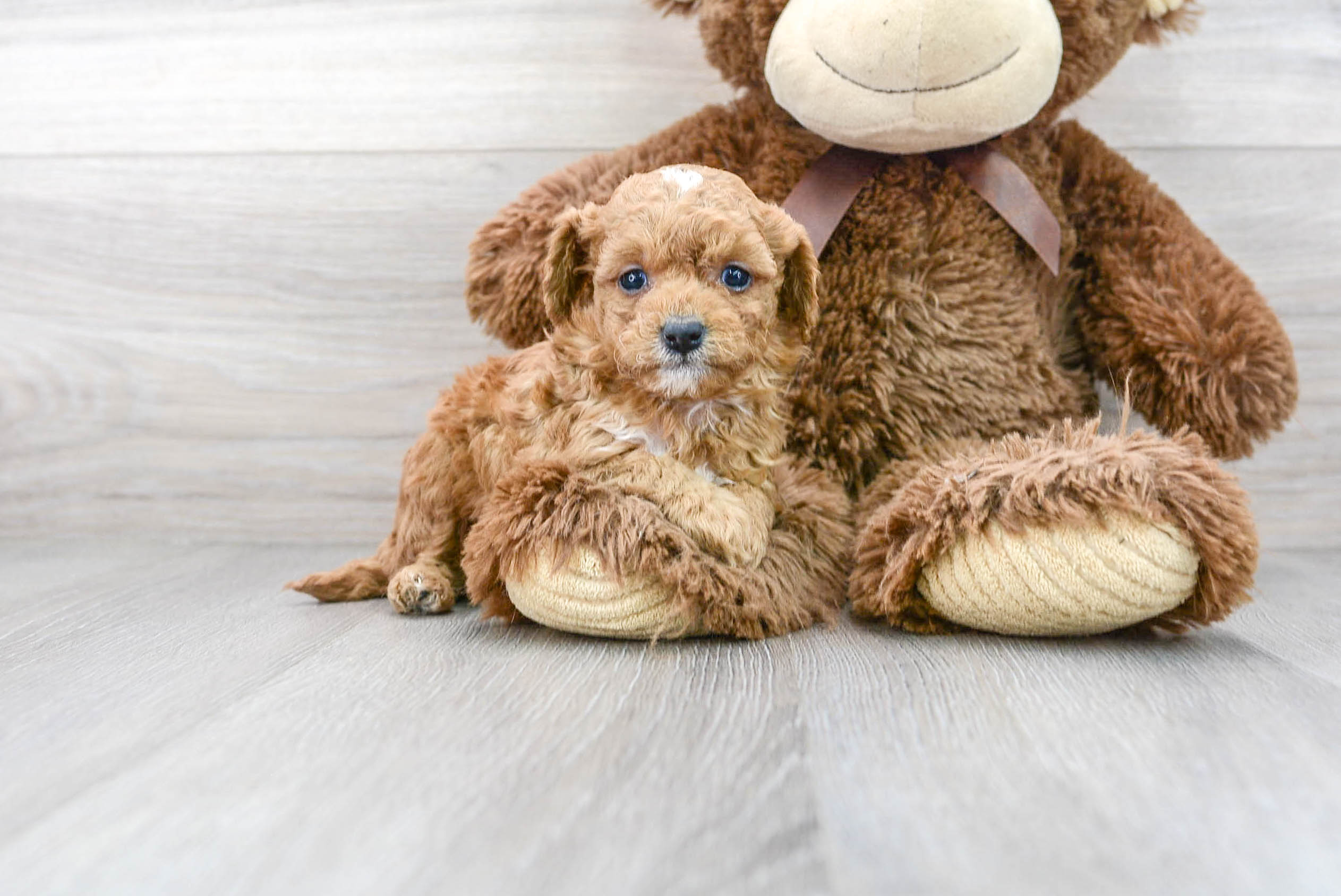 Toy cavapoo clearance puppies