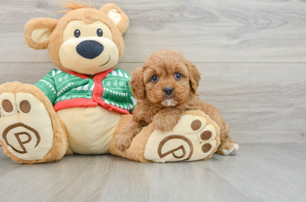 5 week old Cavapoo Puppy For Sale - Simply Southern Pups