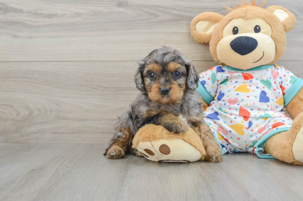 7 week old Cavapoo Puppy For Sale - Simply Southern Pups