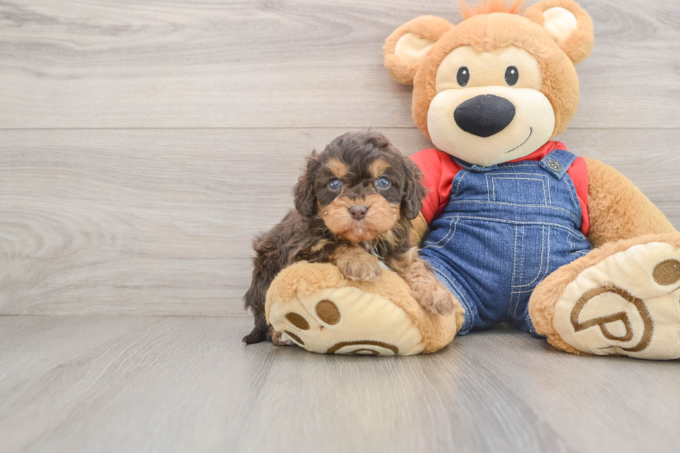 Smart Cavapoo Poodle Mix Pup