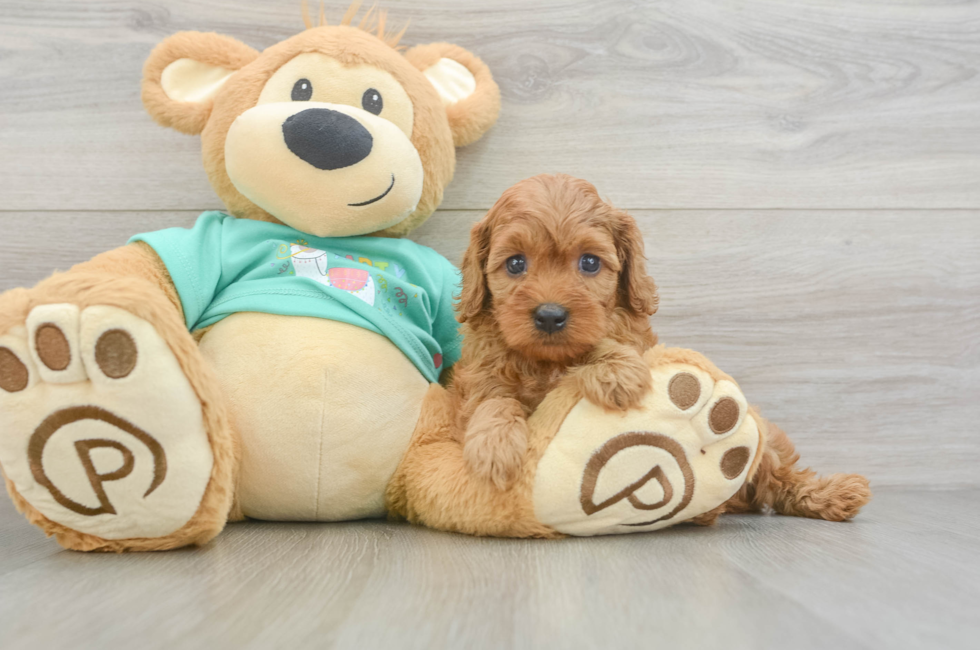 7 week old Cavapoo Puppy For Sale - Simply Southern Pups