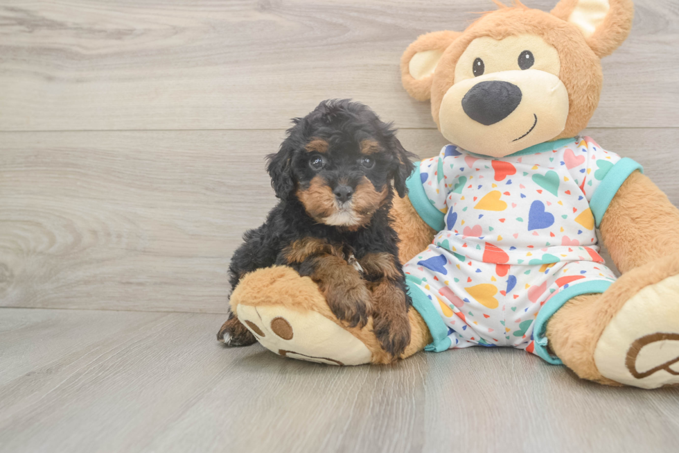 Meet Huck - our Cavapoo Puppy Photo  2/3 - Simply Southern Pups Cavapoo Puppy for Adoption