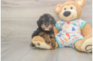 Meet Huck - our Cavapoo Puppy Photo  2/3 - Simply Southern Pups Cavapoo Puppy for Adoption