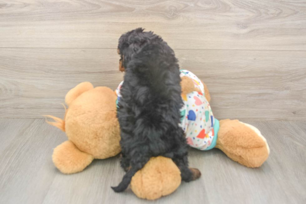 Meet Huck - our Cavapoo Puppy Photo  3/3 - Simply Southern Pups Cavapoo Pup Being Cute