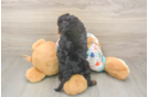 Meet Huck - our Cavapoo Puppy Photo  3/3 - Simply Southern Pups Cavapoo Pup Being Cute