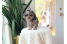Cute Cavapoo Poodle Mix Pup
