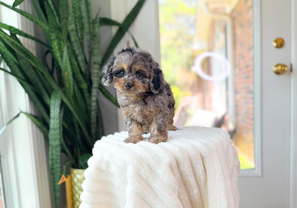 Cute Cavapoo Poodle Mix Pup